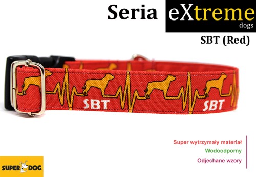 Rasowa obroża dla staffika na codzienne spacery