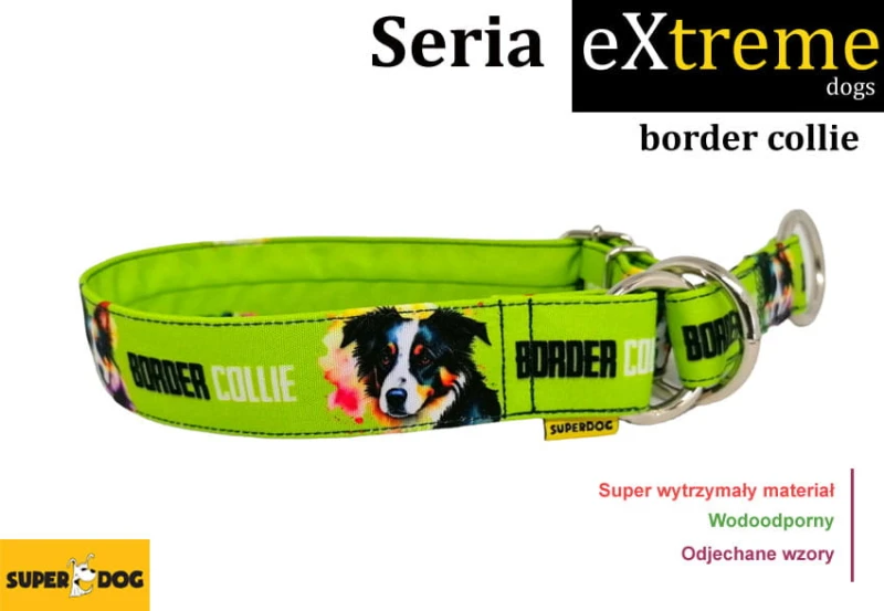 bordercollie.jpg