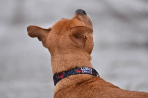 Obroża Czorny Charakter dla amstaffa i dużych psów – wytrzymała obroża handmade Superdog
