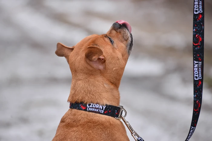 Czorna obroża dla psa Czorny Charakter Superdog – mocna personalizowana obroża z klamrą double lock