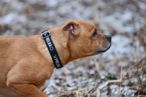 Obroża Frelka dla psa Superdog – kolorowa personalizowana obroża dla suczki