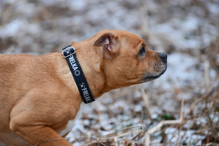 Obroża Frelka dla psa Superdog – kolorowa personalizowana obroża dla suczki
