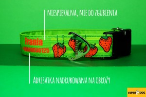 adresatka na obroży