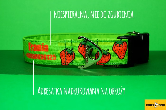 adresatka na obroży