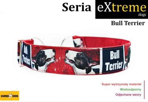 bull terrier, Bullterrier, obroża dla bulla, obroża dla bullterriera