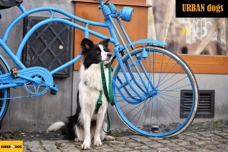 Smycz Urban Dogs – green team dla psa – wytrzymała smycz miejska z rączką