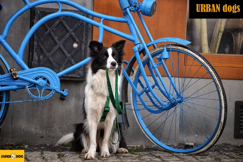 Wytrzymała smycz Urban Dogs przepinana – green team dla psa Superdog