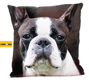 Poduszka Boston terier