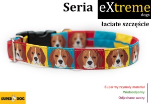 Łaciate szczęście