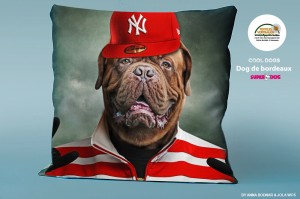 Poduszka Dog de bordeaux-40x40cm 