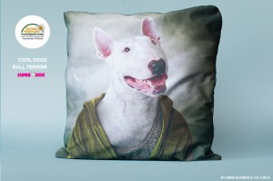 Poduszka Bull terrier-40x40cm 